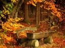Autumn Landscape Wooden Bench in Forest Park