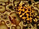 Commensal Crab on Leopard Sea Cucumber Fiji Islands South Pacific Ocean