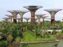 Supertrees Grove Gardens by the Bay Singapore
