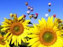 Air Ballons over Sunflowers