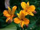 Alstroemeria Peruvian Lilies