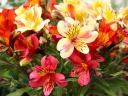 Alstroemeria Peruvian Lilies Casablanca - The white Peruvian Alstroemeria 'Casablanca' is a hybrid of the Inca lily of the Alstroemeriaceae fa...
