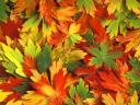 Autumn Kaleidoscope Wallpaper