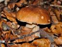 Autumn Mushroom Boletus Edulis