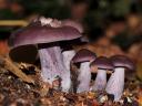 Blewits Clitocybe Nuda