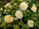 Camellia Japonica Flowers - Flowers from a Camellia japonica, featuring ‘Hanafuki’ with large, variegated (striped) pink and...