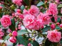 Camellia Japonica Flowers - Flowers from a Camellia japonica, featuring ‘Hanafuki’ with large, variegated (striped) pink and...