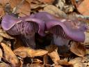Clitocybe Nuda Wood Blewit
