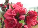 Dwarf Peach Blossoms of Rose Chiffon