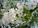Flowers of Pear Tree