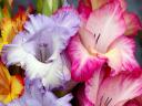 Gladiolus Flowers - A collection of vibrant Gladiolus flowers, also known as sword lilies. These perennial tall flowerin...