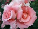 Graceful Pair of Pink Roses