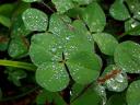 Lucky Clover Deerpark Ireland