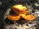 Mallorca Mushrooms Omphalotus Olearius