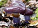 Mushroom Cortinarius Archeri after Rain