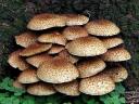 Mushroom Pholiota Squarrosa Cluster