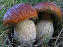 Mushrooms California King Bolete