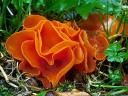 Orange Peel Fungus Aleuria Aurantia West Lothian Scotland