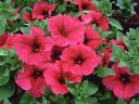 Petunia Flowers