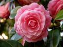 Pink Camellia Japonica Flower
