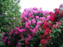 Rhododendrons in Lynnwood