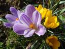 Spring Flowers Crocuses