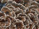 Turkey Tail Mushrooms in Buttermilk Falls State Park Ithaca New York USA