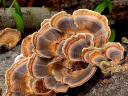 Turkey Tail Polypore Mushrooms Close-up