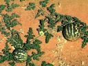 Watermelons in Sahara Desert Sudan Africa