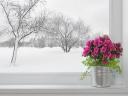 Winter Landscape and Azalea Wallpaper