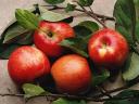 Autumn Fruits Red Apples Wallpaper