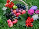 Fruits and Flowers Wallpaper