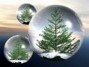 Christmas Trees in Glass Balls