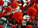 Decorative Red Lanterns at Ditan Park in Beijing China