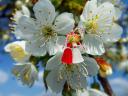 Martenitsa on Tree Branch - Martenitsa tied to a branch of blossoming tree.<br />
In Bulgaria spring is the most expected and beloved ...